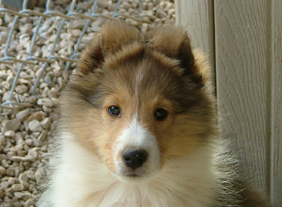 Is A Sheltie The Breed For You